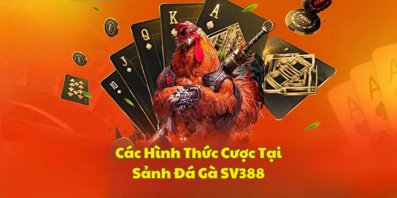 Một vài hình thức cược chọi kê tại sảnh SV388