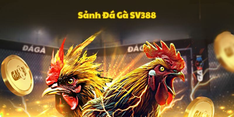 Sơ lược thông tin chung sảnh đá gà SV388 tại E2Bet
