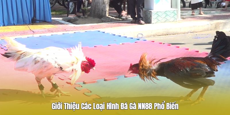 Những thể loại chọi kê hấp dẫn chỉ có tại đá gà Nn88