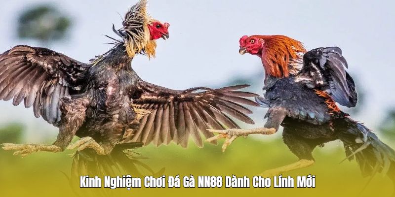 Kinh nghiệm chơi đá gà Nn88 cần nắm bắt